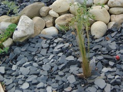 paillis noir schiste